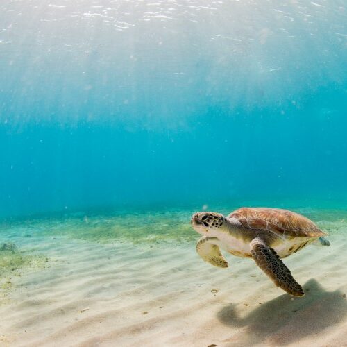 Sea-Turtles-Barbados-